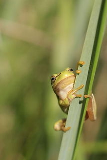 Hyla arborea Tree frog is able to adapt their coloration to the color of the substrate, in particular for clarity, to a lesser extent, other parameters of its color.This frog land leads lifestyle. It meets from May to September. This animal spends the winter buried in the ground in the vicinity of the water or in moist trough. Less often overwinters in the dry soil. Hibernation begins at the end of September or beginning of October. Amphibians,European tree frog,Hyla arborea,Poland