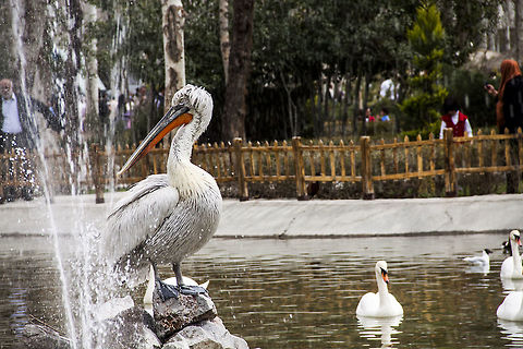 A_plican_in_garden  Dalmatian Pelican,Pelecanus crispus