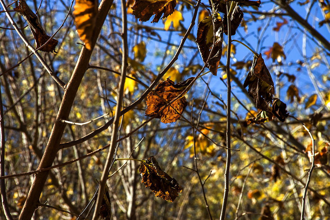atumn_nature This photo <br />
 show us detail of  autumn nature<br />
 beautiful atumn