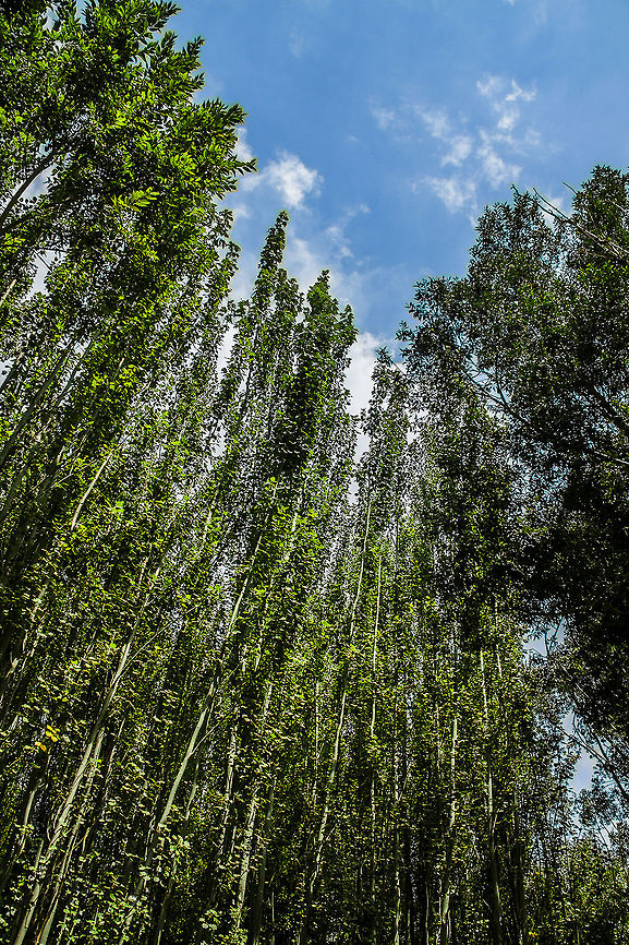 beautiful_poplar this photo show us view one of beautiful jungles in Iran.  wild  jungle