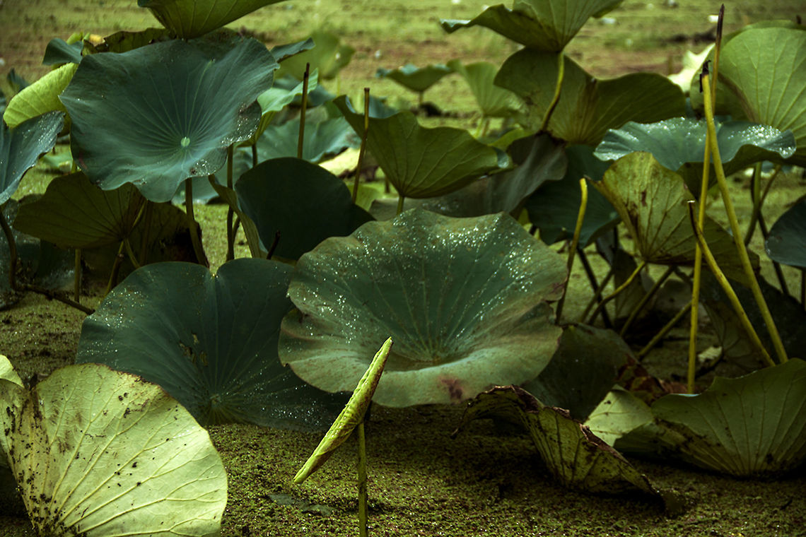 beautiful_water_lily_leaf This image has taken of  water-lily in the anzali lagoon in Iran.<br />
 Indian lotus,Nelumbo nucifera,beautiful flower