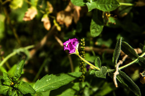 wild_plants The photo of flower has taken inside of river in jungle.
 wild life