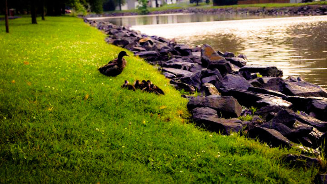dreamy ducklings  Aix galericulata,American Black Duck,United States,duck,ducklings,grass,nature,pond,water