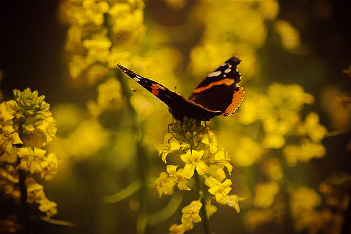 beautiful feast  Red Admiral,United States,Vanessa atalanta,butterfly,commonbutterfly,feasting,flower,nature