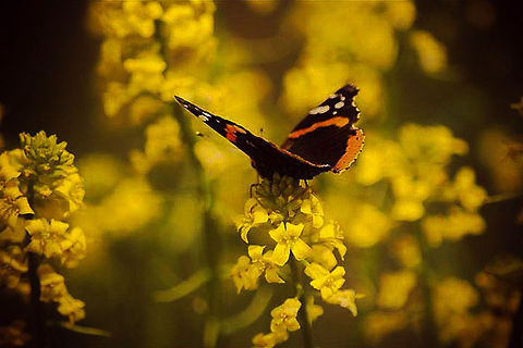 beautiful feast  Red Admiral,United States,Vanessa atalanta,butterfly,commonbutterfly,feasting,flower,nature