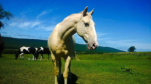 horsey days  Domestic horse,Equus ferus caballus,Geotagged,Summer,United States,beauty,grass,horse,mountains,whitehorse