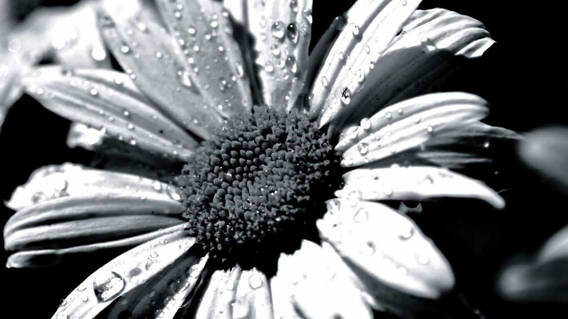 old school daisy  Bellis perennis,Common daisy,blackandwhite,daisy,united states,water