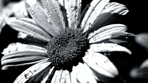 old school daisy  Bellis perennis,Common daisy,blackandwhite,daisy,united states,water