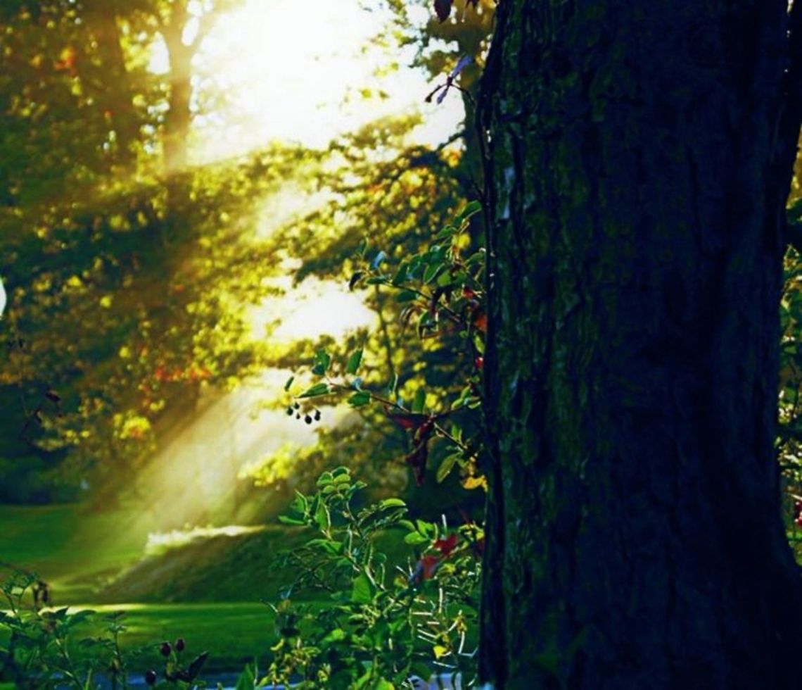 ray of hope  grass,nature,plants,ray,sun,sunray,tree,unitedstates