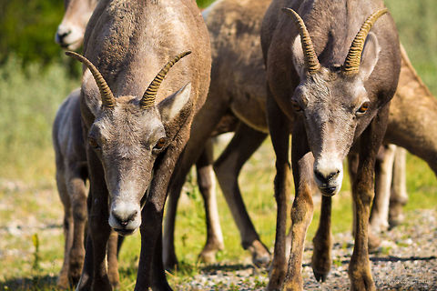 Charge Female Bighorn Sheep seen in Jasper National Park. Bighorn sheep,Ovis canadensis