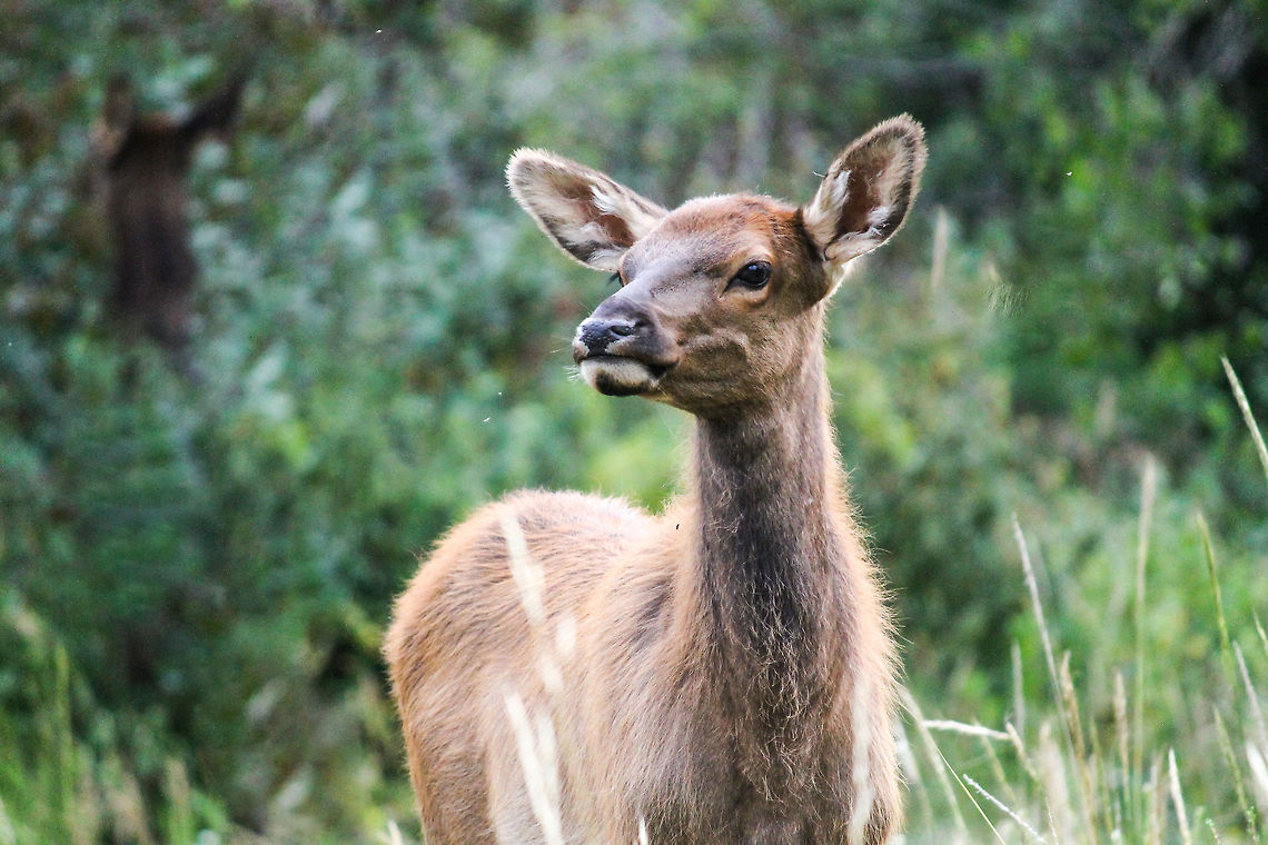 Young Elk in Rocky Mountain National Park  Cervus canadensis,Elk,Geotagged,Summer,United States
