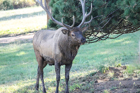 BULL ELK Bull Elk during the rut at the Stanley Hotel in Estes Park, Colorado Cervus canadensis,Elk