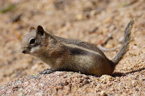 Chipmunk This looks like a ground squirrel - specifically an antelope squirrel, but they all have rather similar appearances, so without the location of the photo exactly which  one of the four species may be hard to pinpoint.