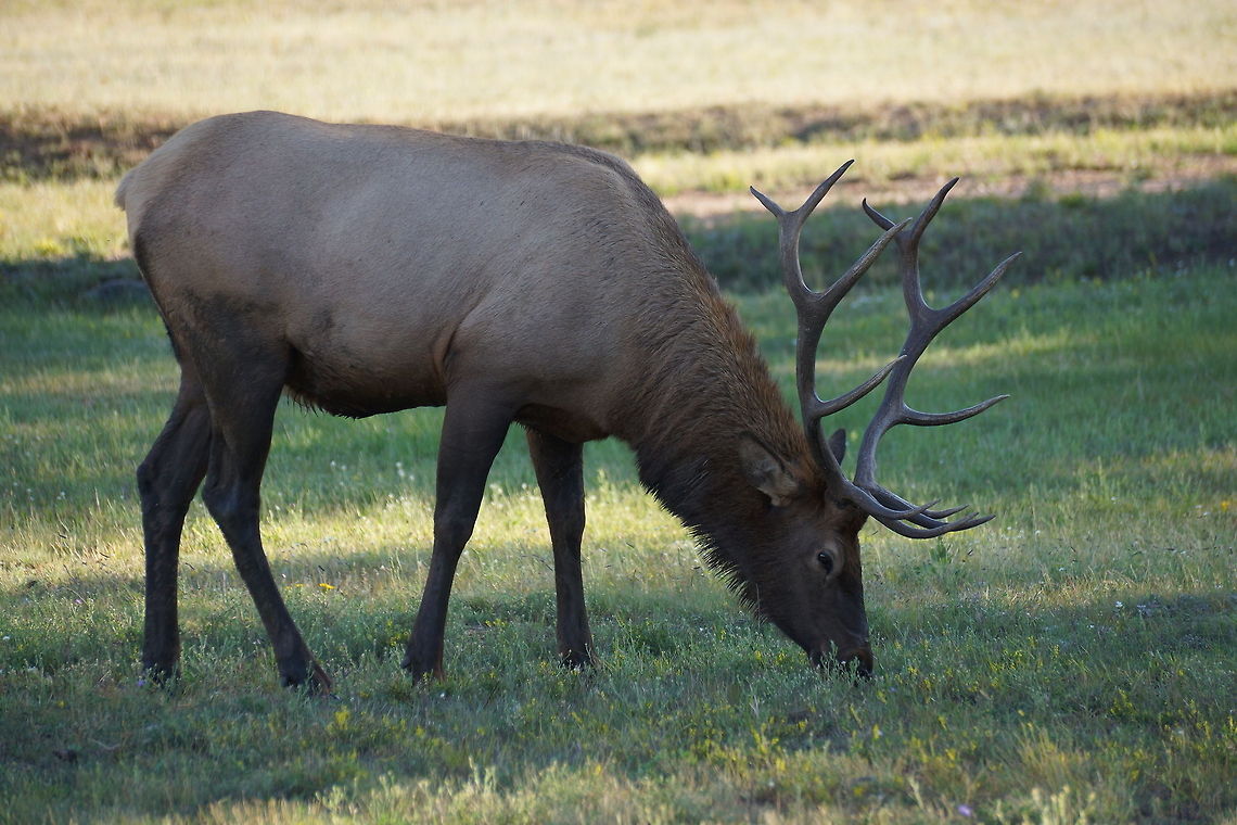 THE BEAUTY OF WILDLIFE  Cervus canadensis,Elk