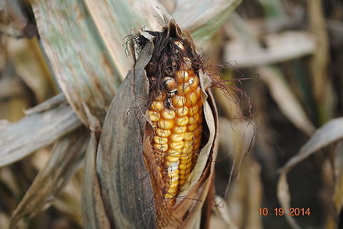 Corn on the Stalk Corn is grown in excessive amounts where this photo was taken. In the fields, farmers go every other with corn and soybeans, which the leave to dry out and harvest. Once harvested, it is shipped wherever they want to ship it. Corn like this sis used for animal feed, human food, etc. The people who live surrounded by such fields (mainly me, that I know of) have problems with mice and other rodents. This is because when the crop is harvested, the mice and such that have been living in the field run to wherever there is warmth and food. Such as my house. They like to steal the dog food! Maize,Zea mays