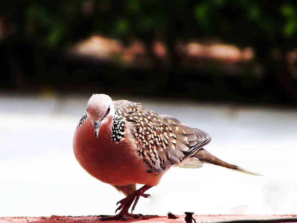A delectable pigeon This is the pic of a pigeon glaring into the lens. Spilopelia chinensis,Spotted Dove,nilay kumar