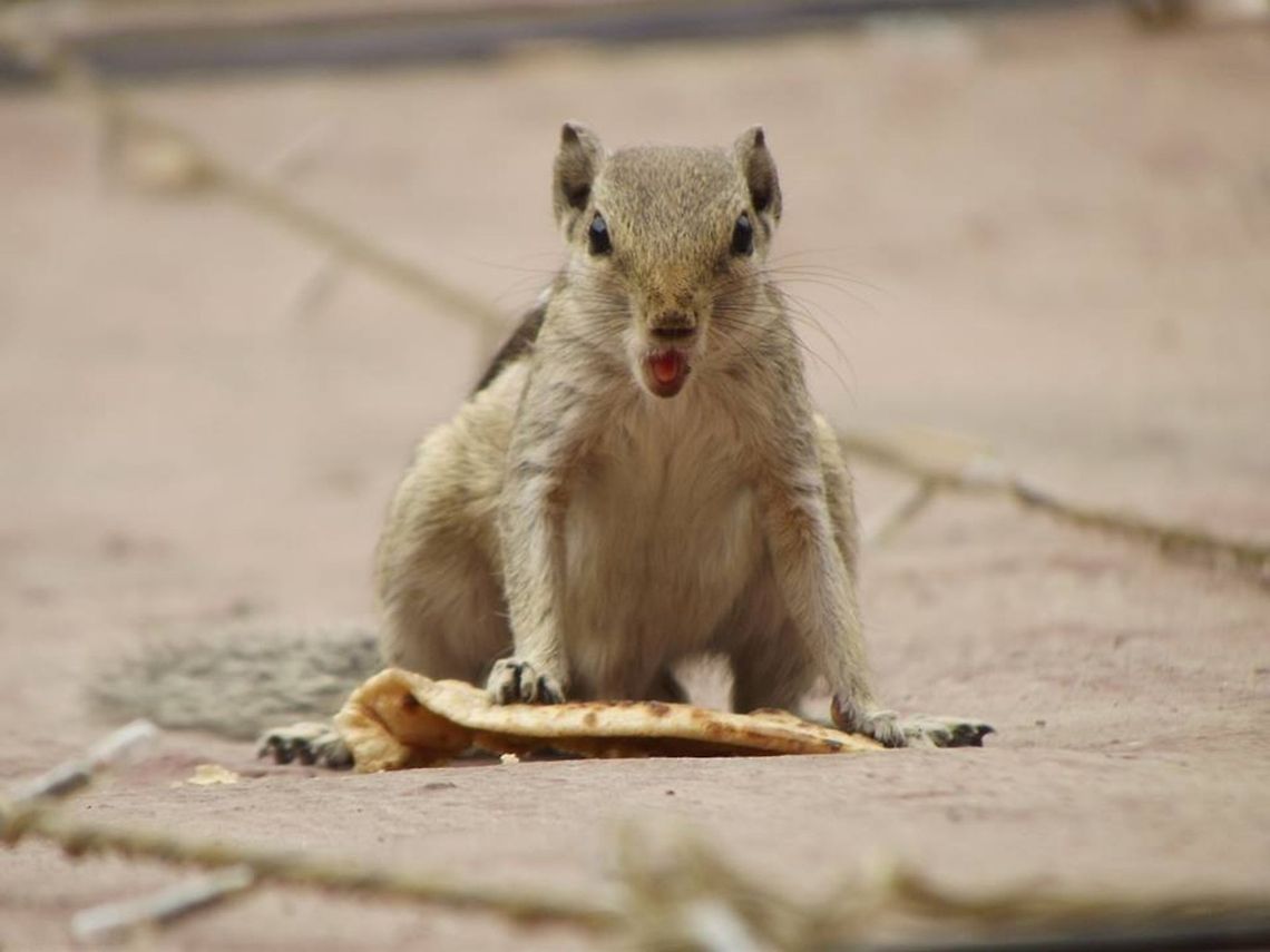 The amazing squirrel The nature is quite large and comprises a number of beautiful things. Common squirrel,Funambulus palmarum,Indian palm squirrel