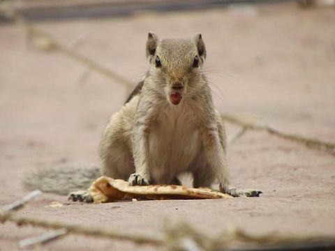 The amazing squirrel The nature is quite large and comprises a number of beautiful things. Common squirrel,Funambulus palmarum,Indian palm squirrel