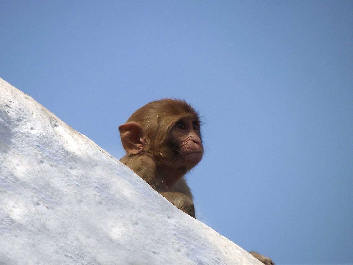cute_monkey This is an infant monkey with eyes full of innocence. Bonnet macaque,Macaca radiata