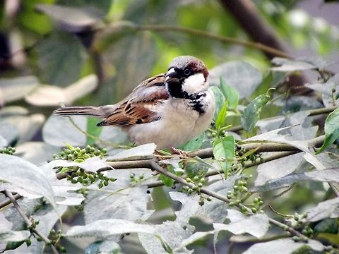 The cute tiny sparrow The sparrow have almost disappeared due to the inhumane approach towards sparrows but still there is some hope that they may find a surviving habitat. House sparrow (Passer domesticus)