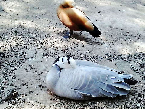 Bar-headed Goose this is the pic of a bar headed goose enjoying the soft feathers of its body. Anser indicus,Bar-headed Goose