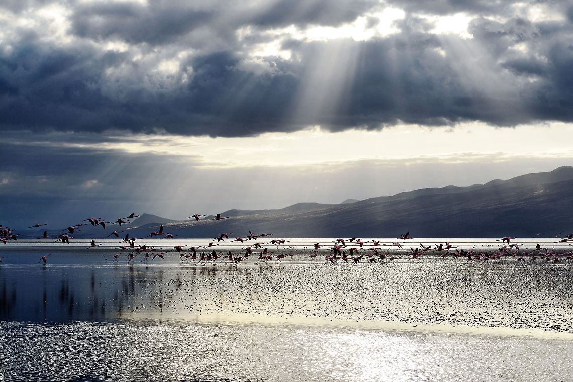 Flamingos in the Massai land The photo was taken at lake Natron, Tanzania. Early in the morning me and a Massai boy woke up, drove for half an hour and was just on time to see the sun rising and the pink flamingos having their breakfast in the lake. Africa,Fall,Flamingo,Geotagged,Lesser Flamingo,Phoenicopterus minor,Sunrise,Tanzania