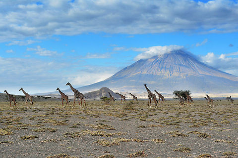 Giraffes - Tower family I saw this family of girrafes near Mount Oldonyo in Tanzania. I understood the native people call them "Towers" because they are higher than everything around. As I got out of the car trying to reach them, they began to walk quickly away from me, except the biggest one, which obviously was the "chief". It was standing calmly and watching me threateningly protecting its pride. Fall,Geotagged,Giraffa camelopardalis,Giraffe,Tanzania
