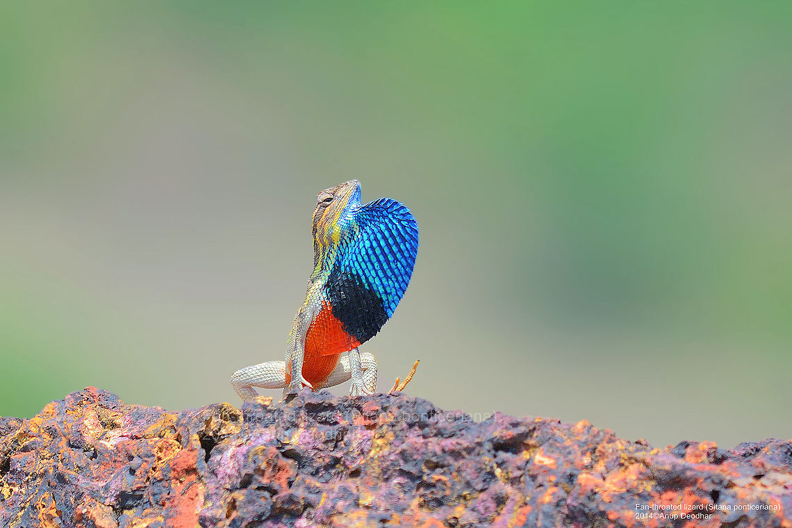 Fan-throated lizard displaying, India  Fan-throated lizard,Geotagged,India,Sarada superba,Sitana ponticeriana