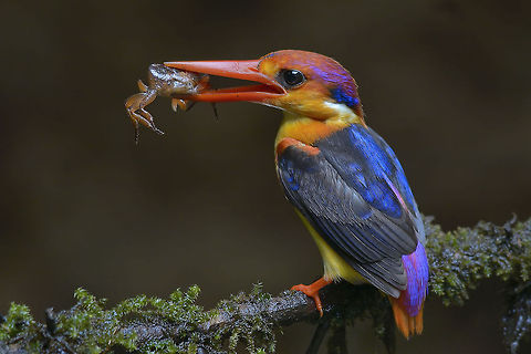 Anup_Deodhar_DSC6146  Ceyx erithaca,Geotagged,India,Oriental dwarf kingfisher,Summer