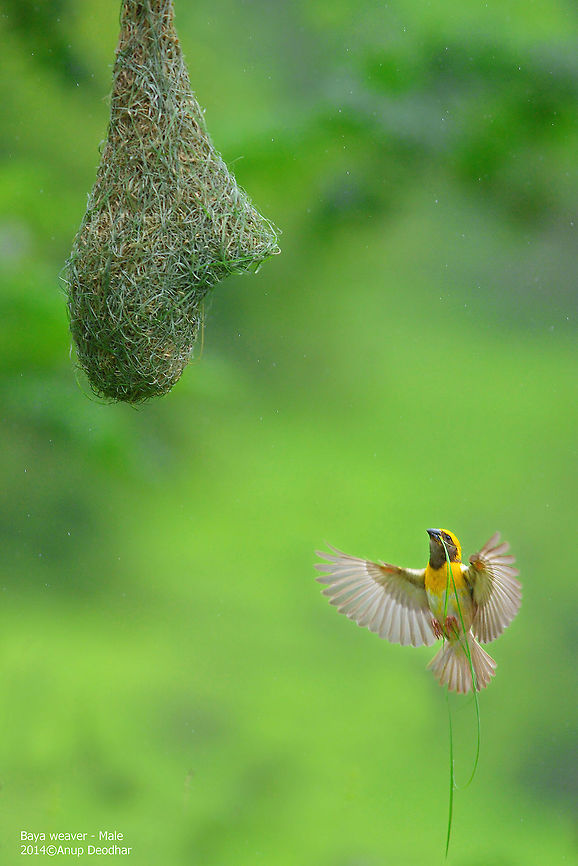 Baya Weaver in flight  Baya Weaver,Geotagged,India,Ploceus philippinus,Summer