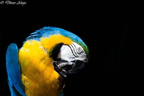 10846602_849172331771796_727115880_n  Ara ararauna,Blue-and-Yellow Macaw