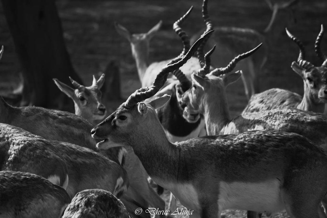 10850774_849172505105112_1496331046_n  Grants Gazelle,Nanger granti