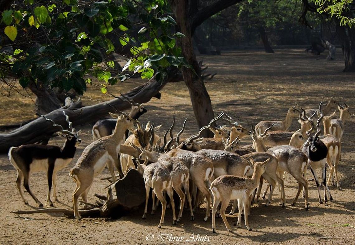 10877462_849172745105088_2119206570_n  Grants Gazelle,Nanger granti