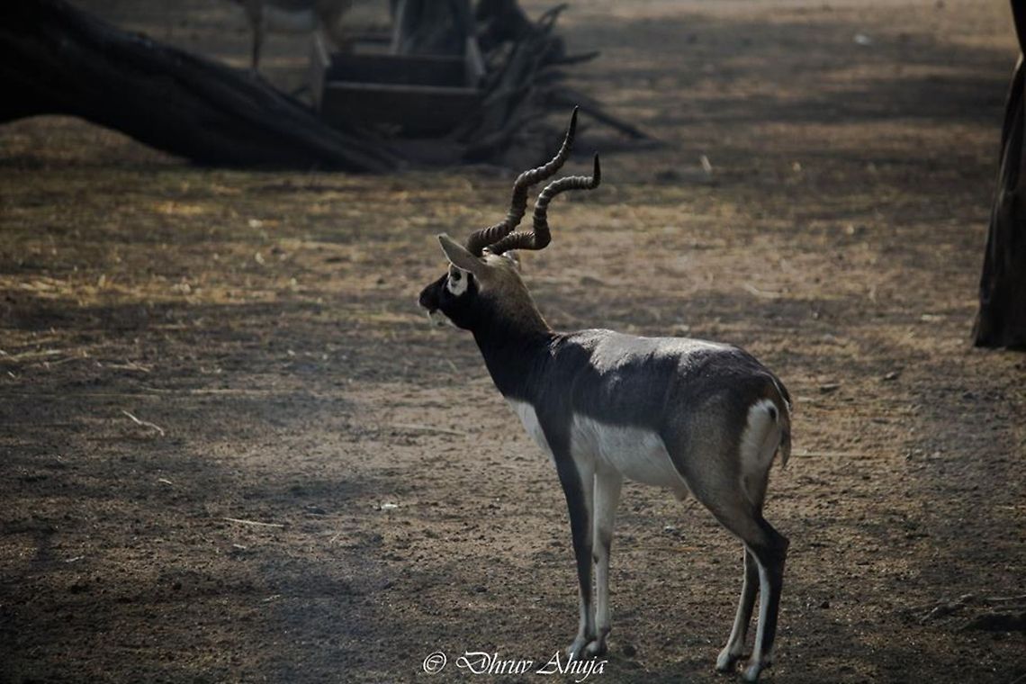 10863484_849172731771756_1637002514_n  Grants Gazelle,Nanger granti