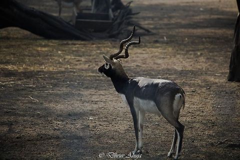 10863484_849172731771756_1637002514_n  Grants Gazelle,Nanger granti