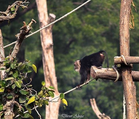 10850645_849172628438433_736223031_n  Nilgiri langur,Trachypithecus johnii