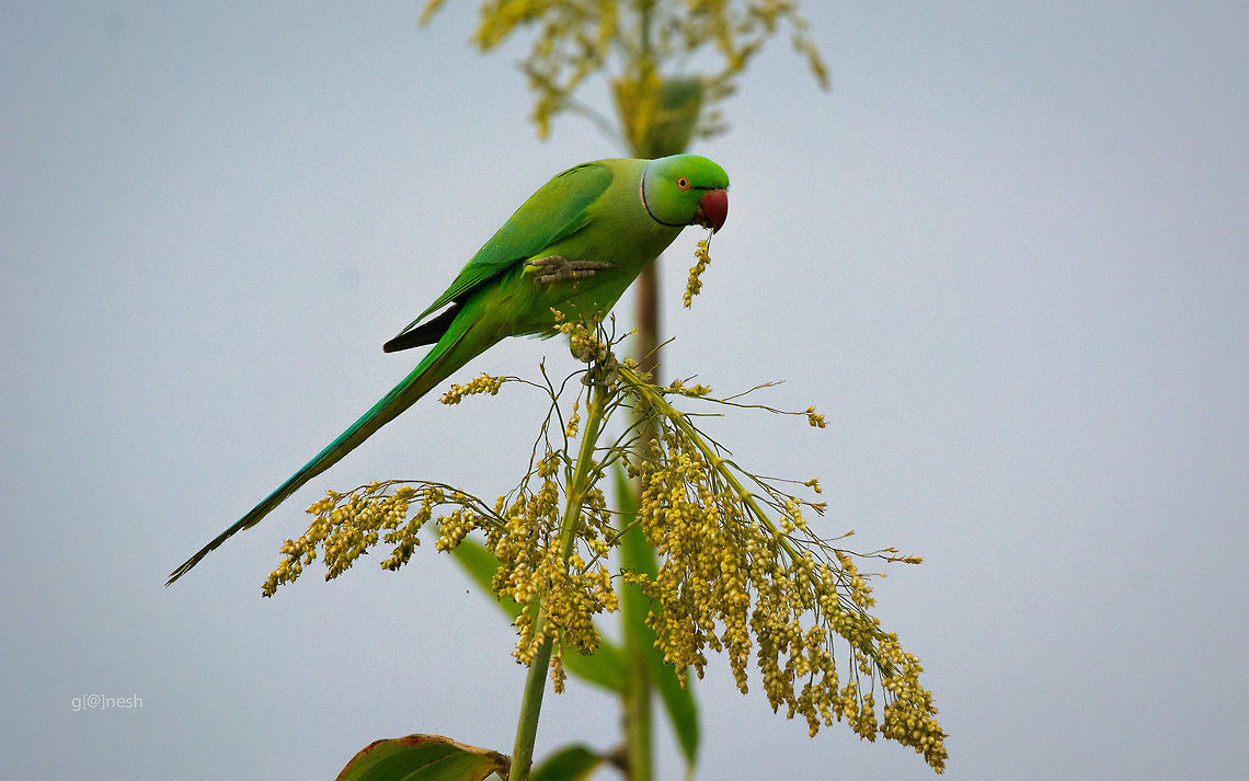 Grainy Noodle! The rose-ringed parakeet (Psittacula krameri), also known as the ring-necked parakeet, is a gregarious tropical Afro-Asian parakeet species that has an extremely large range. Shot this image in a farm at outskirts of Bangalore. It was during the evening time post sun-set so could not avoid grains in the pic as I had to bump up the ISO (due to low light).<br />
Hope you enjoy this frame! Critics are welcome :) Fall,Geotagged,India,Psittacula krameri,Rose-ringed Parakeet,bird,detail,farm,wildlife