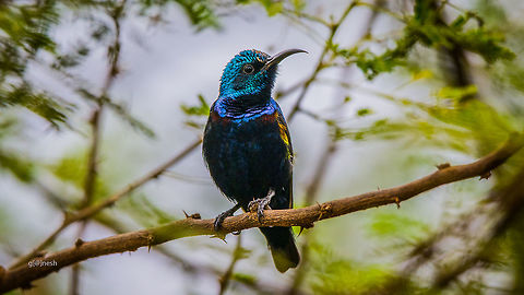 Purple Sunbird - Male Sunbird, common name for tropical, Old World birds, including more than one hundred species in the family Nectariniidae. Like the unrelated New World hummingbirds, to which sunbirds are often compared, sunbirds have long and slender, highly curved bills, tube-shaped tongues, and feed primarily on nectar and small insects. However, they perch when feeding rather than hovering as the hummingbirds do. Birds,Cinnyris asiaticus,Fall,Geotagged,India,Nikon D7100,Purple sunbird,branches,details,india,leaves,sunbird,tamron,tree,wildlife