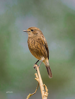 Pied Bush-chat (F) The pied bush chat is slightly smaller than the Siberian stonechat, Saxicola maurus, although it has a similar dumpy structure and upright stance. Geotagged,India,Nikon D7100,Pied Bush Chat,Saxicola caprata,Winter,birds,closeup,details,feathers,india,pied bush chat,tamron,wildlife