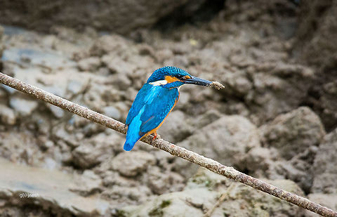 Kingfisher Kingfisher nesting on river side Alcedo atthis,Common Kingfisher,Fall,Geotagged,India,Kingfisher,Nikon D7100,birds,nesting,tamron,wildlife