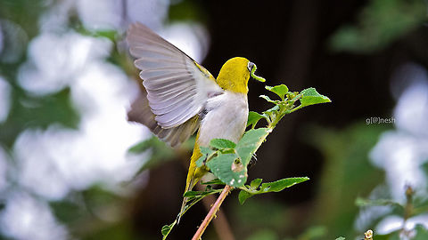 Fly-through food Oriental white-eye with a catch! Caterpillar,Fall,Geotagged,India,Oriental White-eye,Zosterops palpebrosus,birds,flying,wildlife