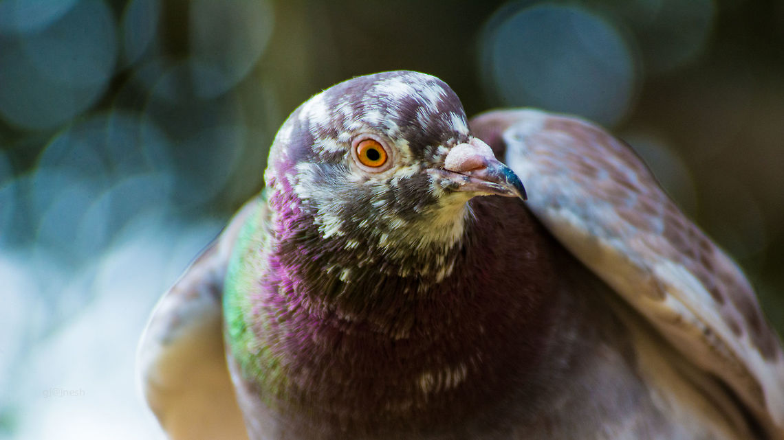 Eye of Sauron! Domestic rock pigeon!<br />
<br />
Thanks for the ID help!<br />
Ganesh Columba livia domestica,Domestic Rock Pigeon,Dove,Fall,Geotagged,India,bird,bokeh,details,eye,pigeon,wildlife
