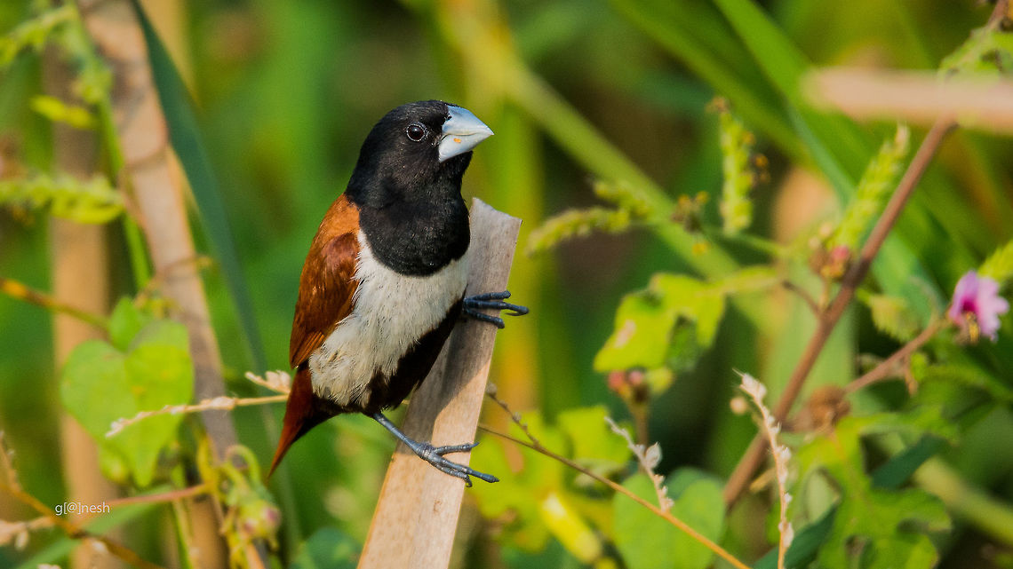 Chestnut Munia The chestnut munia, also known as black-headed munia, is a small passerine bird. Chestnut munia,Fall,Geotagged,India,Lonchura atricapilla,Lonchura malacca,Nikon D7100,Tricoloured munia,bird,detail,nature,tamron,wildlife