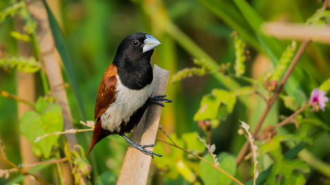 Chestnut Munia The chestnut munia, also known as black-headed munia, is a small passerine bird. Chestnut munia,Fall,Geotagged,India,Lonchura atricapilla,Lonchura malacca,Nikon D7100,Tricoloured munia,bird,detail,nature,tamron,wildlife