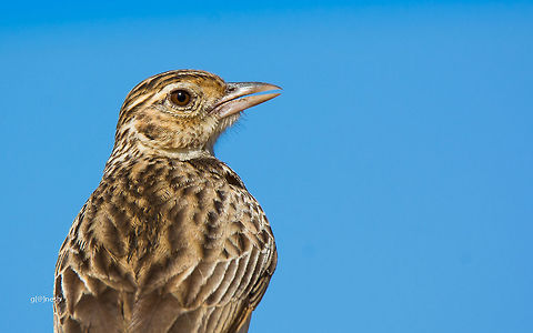 Large-billed lark Spotted this little bird near Bannerghatta Biological Park, Bangalore. 
Very fortunate to get close this bird.
 Geotagged,India,Indian bush lark,Mirafra erythroptera,Nikon D7100,Winter,bird,blue sky,details,feathers,tamron,wildlife