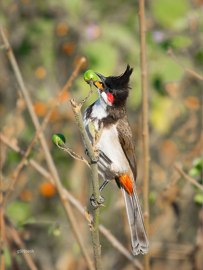 Breakfast time! Red whiskered bulbul<br />
Place: Bannerghatta Biological Park, Bengaluru Geotagged,India,Nikon D7100,Pycnonotus jocosus,Red-whiskered bulbul,Winter,birds,closeup,detail,feathers,tamron,wildlife