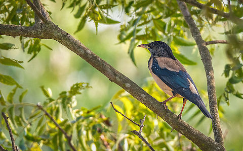 Rosy starling Rosy starling
Place: Baglur Reserved Forest, Bangalore, India Fall,Geotagged,India,Nikon D7100,Pastor roseus,Rosy starling,bird,branches,details,rosy-starlings,tamron,tree,wildlife