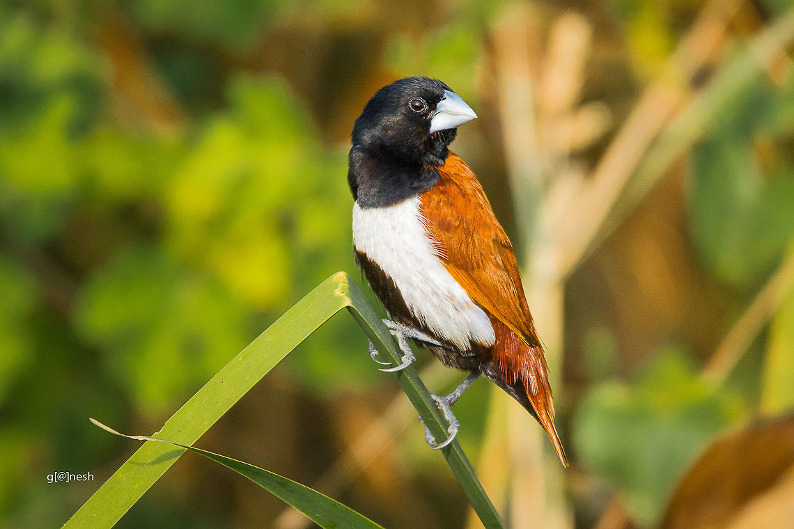 Chestnut Munia Chestnut Munia also known as Black-headed Munia<br />
Place: Davangere, India Chestnut munia,Fall,Geotagged,India,Lonchura atricapilla,Lonchura malacca,Tricoloured munia,birds,black headed munia,closeup,details,farm,macro,wildlife
