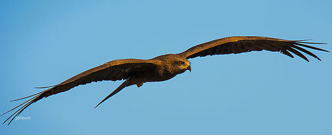 In search of prey! Shot this pic during sunrise @ Bannerghatta Biological Park, Bengaluru BBW,Bangalore,Black Kite,Black kite,Geotagged,India,Milvus migrans,Nikon D7100,Winter,birds,india,prey,search,tamron,wild life