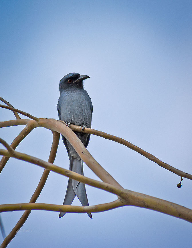 Blak Drongo Juvenile Place: Baglur Reserved Forest, Bangalore, India Ashy Drongo,Black Drongo,Dicrurus leucophaeus,Dicrurus macrocercus,Fall,Geotagged,India,animals,bangalore,birds,closeup,india,portrait,wild life